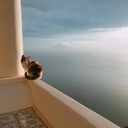 L'olivuzza *